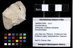 Foto (Objekt + Etiketten) von Goniodromites sp. 